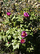 Paeonia russoi