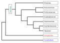 Image 7Phylogeny of the Pinophyta based on cladistic analysis of molecular data. (from Conifer)