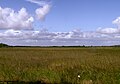 O carriço é a vegetação típica dos Everglades