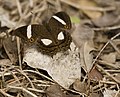 Anartia chrysopelea (Victorinini)