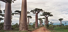 Adansonia grandidieri