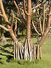 Tronco y raíces de Pandanus.