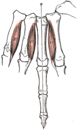 Palmara interosseimuskler