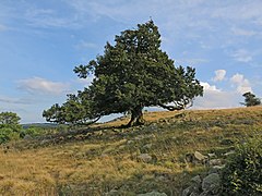 Hutebuche auf dem Mathesberg