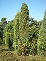 Juniperus communis subsp. communis en la Luneburga Erikejo (Germanujo).