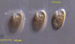 Rhodomonas salina