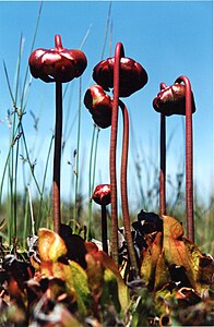 Sarracenia purpurea - Purple pitcher plant.