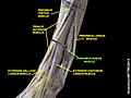 Múscul peroneal lateral curt