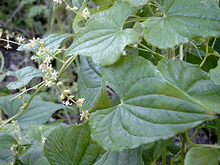 Hojas de venación campilódroma y la típica inflorescencia de flores pequeñas, tepaloides en una dioscoreácea trepadora.