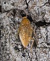 Die Blasse Waldschabe (Ectobius pallidus) ist eine westliche Art, die sich nach Osten hin ausbreitet. Sie wird häufig mit der Bernstein-Waldschabe oder der Tanger-Waldschabe verwechselt.