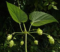 Feuilles et cônes de houblon.