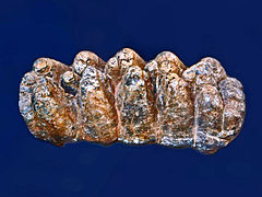 Molar de un Anancus arvernensis