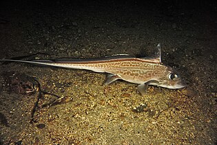 Chimaera monstrosa.