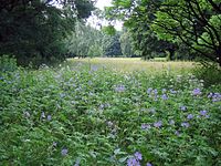 Natural environment at "Langgraswiese"