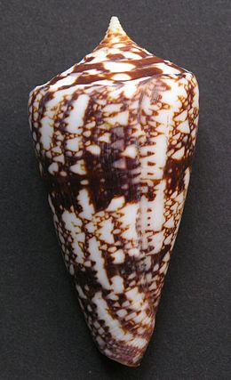 Kūgenis (Conus amadis)