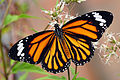 Danaus genutia