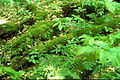 Image 8Downed wood replenishes topsoil as it decays. (from Old-growth forest)