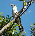 Channel-billed cuckoo