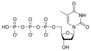 Chemical structure of deoxythymidine triphosphate