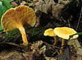 Hygrophoropsis aurantiaca