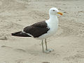 Tangmåge Larus dominicanus i Chile