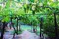 Grape plantation in Argentina. Argentina and Chile are among the 10 largest grape and wine producers in the world and Brazil among the 20 largest.