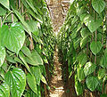 Plantació de bètel a Gosairhat Upazila, Bangladesh