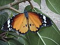 Danaus chrysippus