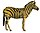 Equus quagga