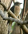 Fan-tailed cuckoo