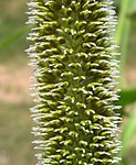 Estigmas plumosos exertos de su espiguilla en Cenchrus americanus (el mijo perla) para polinización por viento.