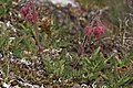 Geum triflorum