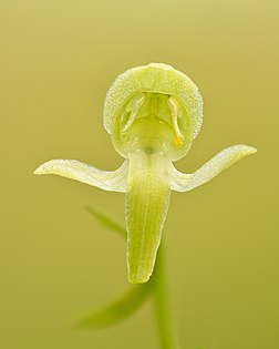 Fleur de platanthère à fleurs verdâtres, orchidée européenne. (définition réelle 4 000 × 5 000)