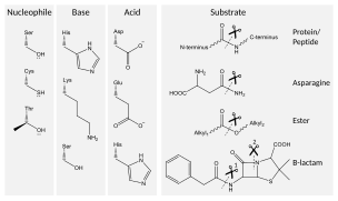 Catalytic triad