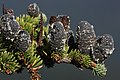 Image 45Pinaceae: unopened female cones of subalpine fir (Abies lasiocarpa) (from Conifer)