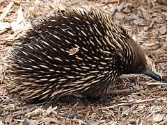 Échidné à nez court Tachyglossus aculeatus Tachyglossidae