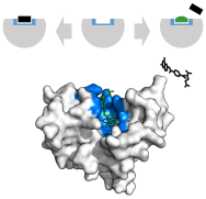 Enzyme