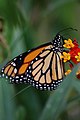 Danaus plexippus (Danaini)