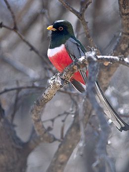 Elegáns trogon (Trogon elegans)