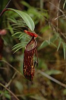 Nepenthes muluensis: verbrede bladsteel en bekerblad