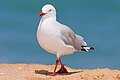 Silver Gull