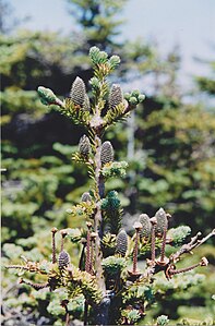 Abies balsamea - Balsam fir.