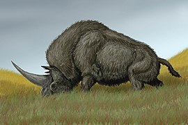 Elasmoterio (Elasmotherium sibiricum)