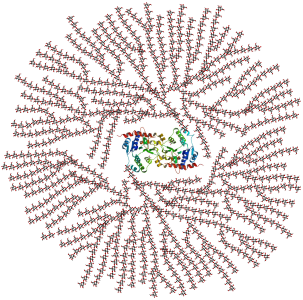 Schematic 2-D cross-sectional view of glycogen. A core protein of glycogenin is surrounded by branches of glucose units. The entire globular granule may contain approximately 30,000 glucose units.