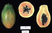 Carica papaya, papaja