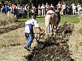 Een houten evenaar tussen het paard en de ploeg.