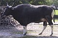 Hím banteng