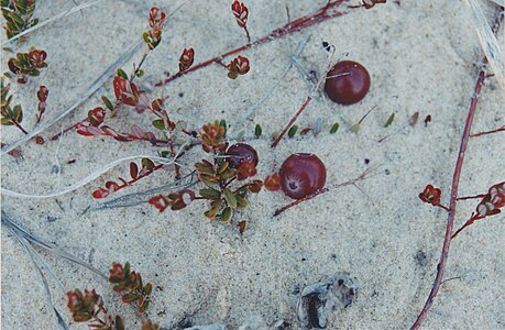 Vaccinium macrocarpon - Large cranberry.