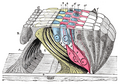 Membrana reticular e as estruturas subjacentes.