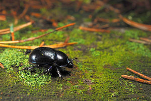 Чегет ийисли къамыжакъ (Anoplotrupes stercorosus)